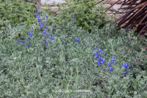 Salvia chamaedryoides - Germander Sage - Blossom